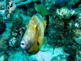 White Spotted Filefish IMG 7084